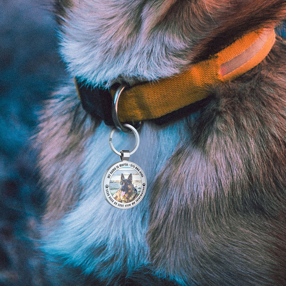 Unlocking Safety: How QR Code Pet ID Tags Protect Pets