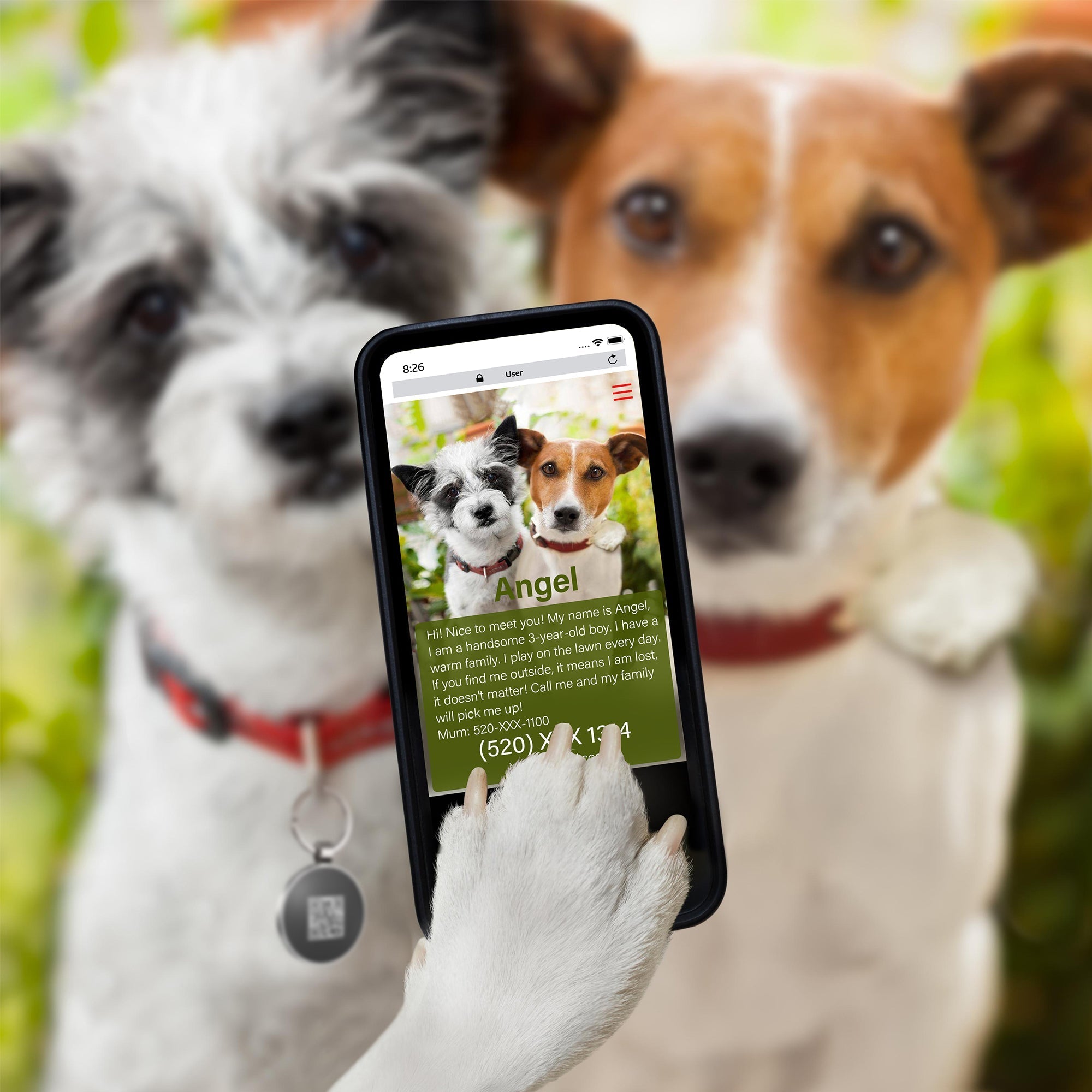Best Dog ID Tags for Safety | Do Dogs Really Need One?