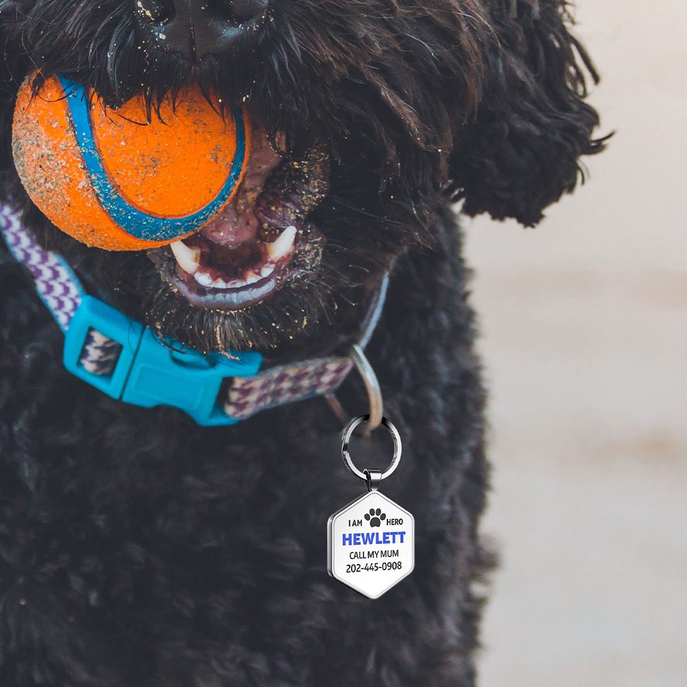 Essential Tips for a Stress-Free Move With Your Pet | Pet Safety Guide