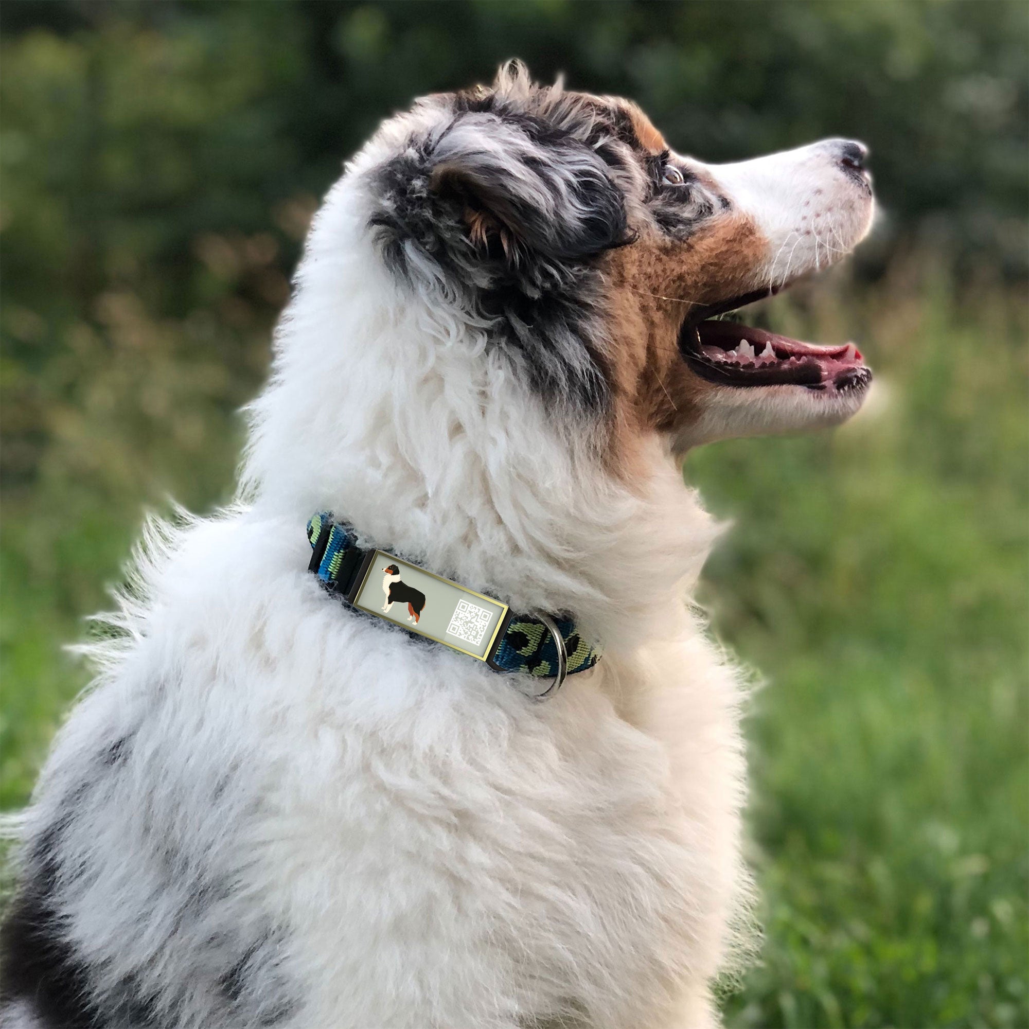 QR code pet tag Silent dog breeds tags-Australian Shepherd