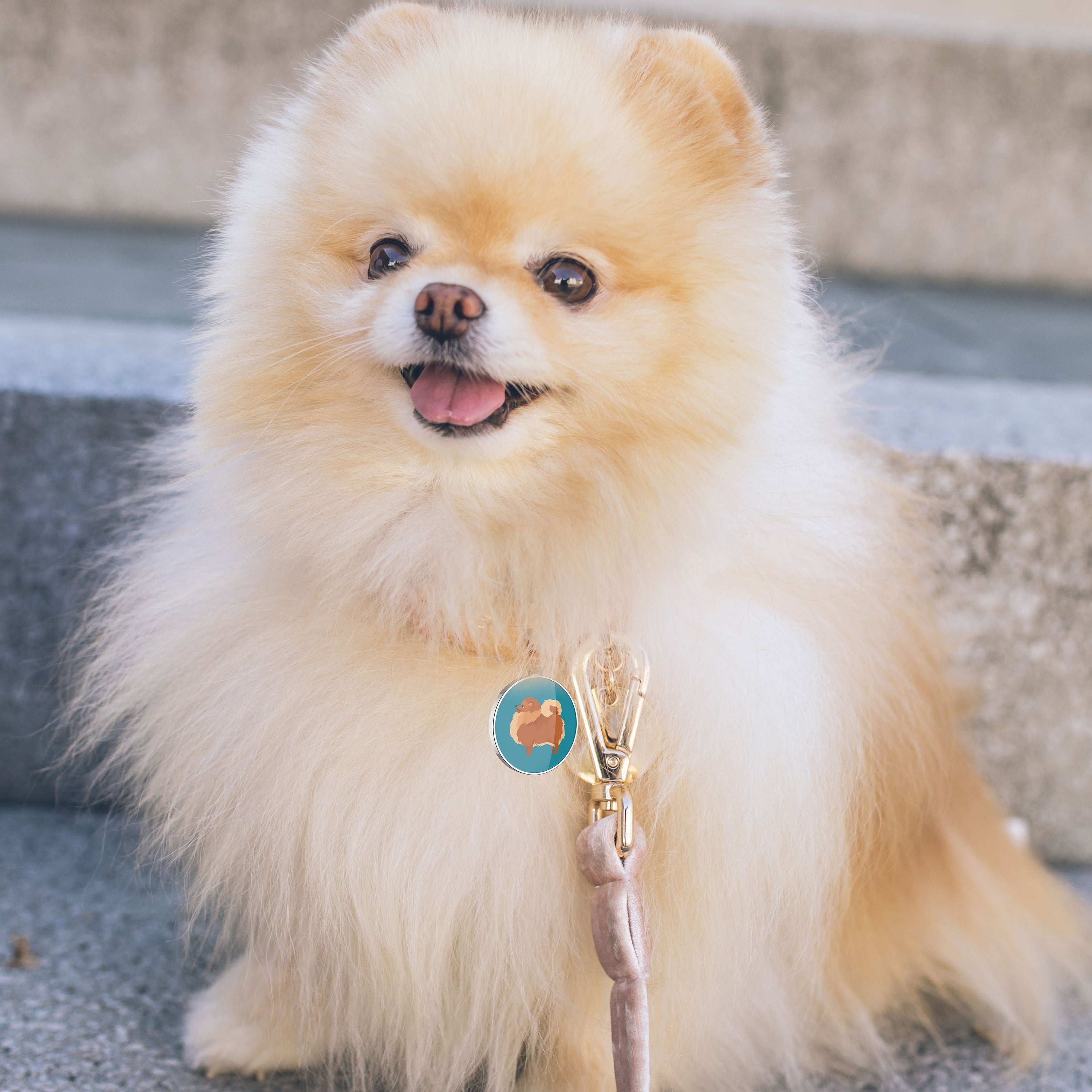 QR code pet tag Dog breeds tags-Pomeranian