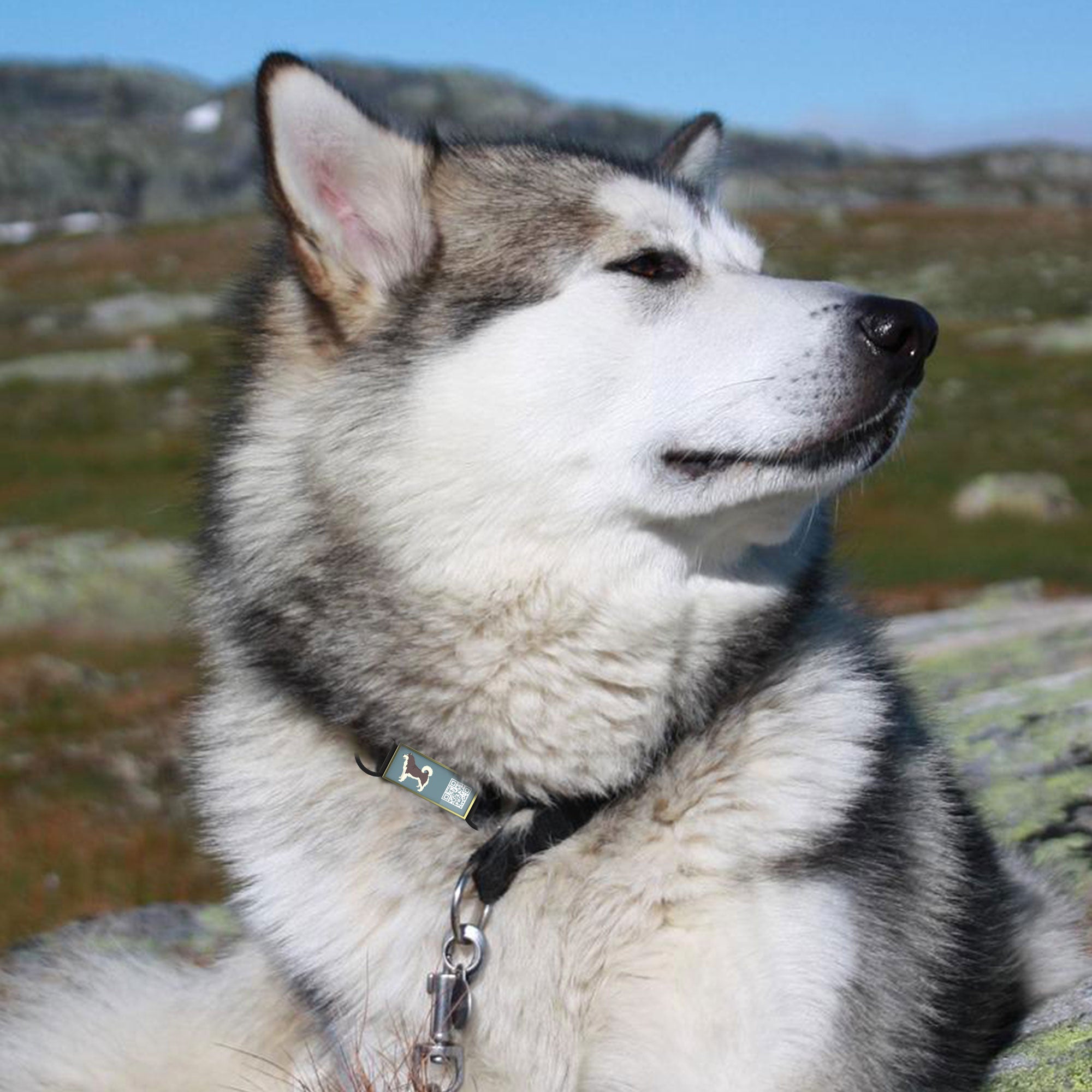 QR code pet tag Silent dog breeds tags-Alaskan Malamute