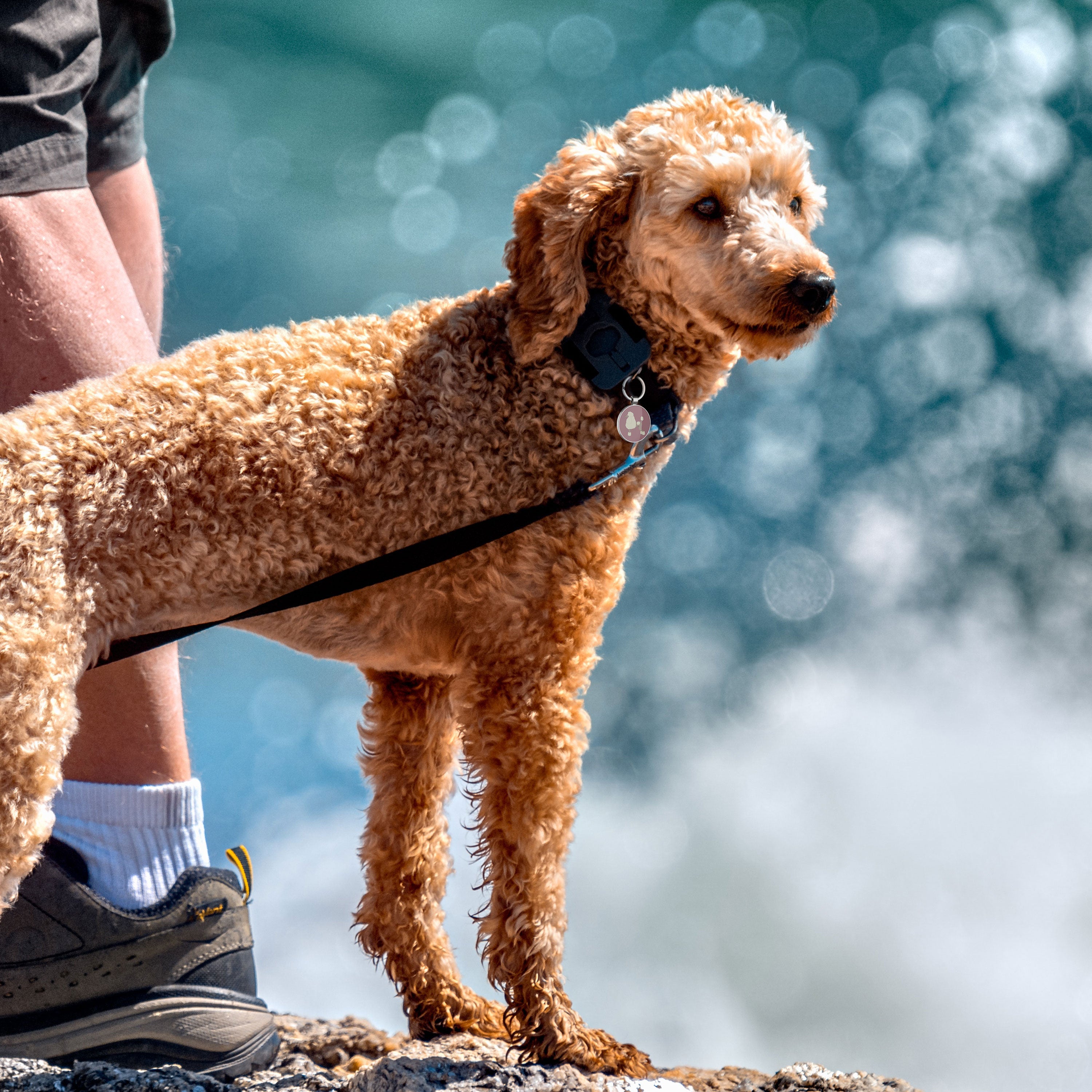 QR code pet tag Dog breeds tags-Poodle