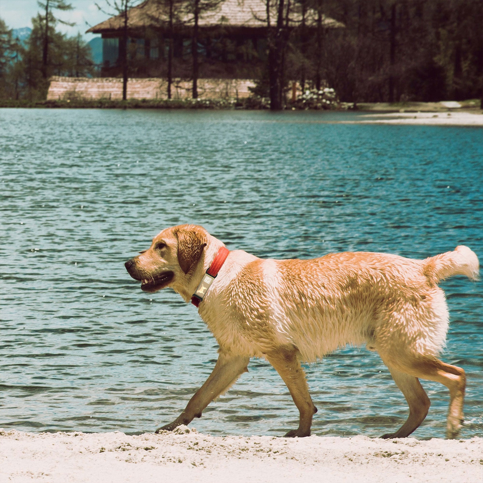 QR code pet tag Silent dog breeds tags-Labrador Retriever