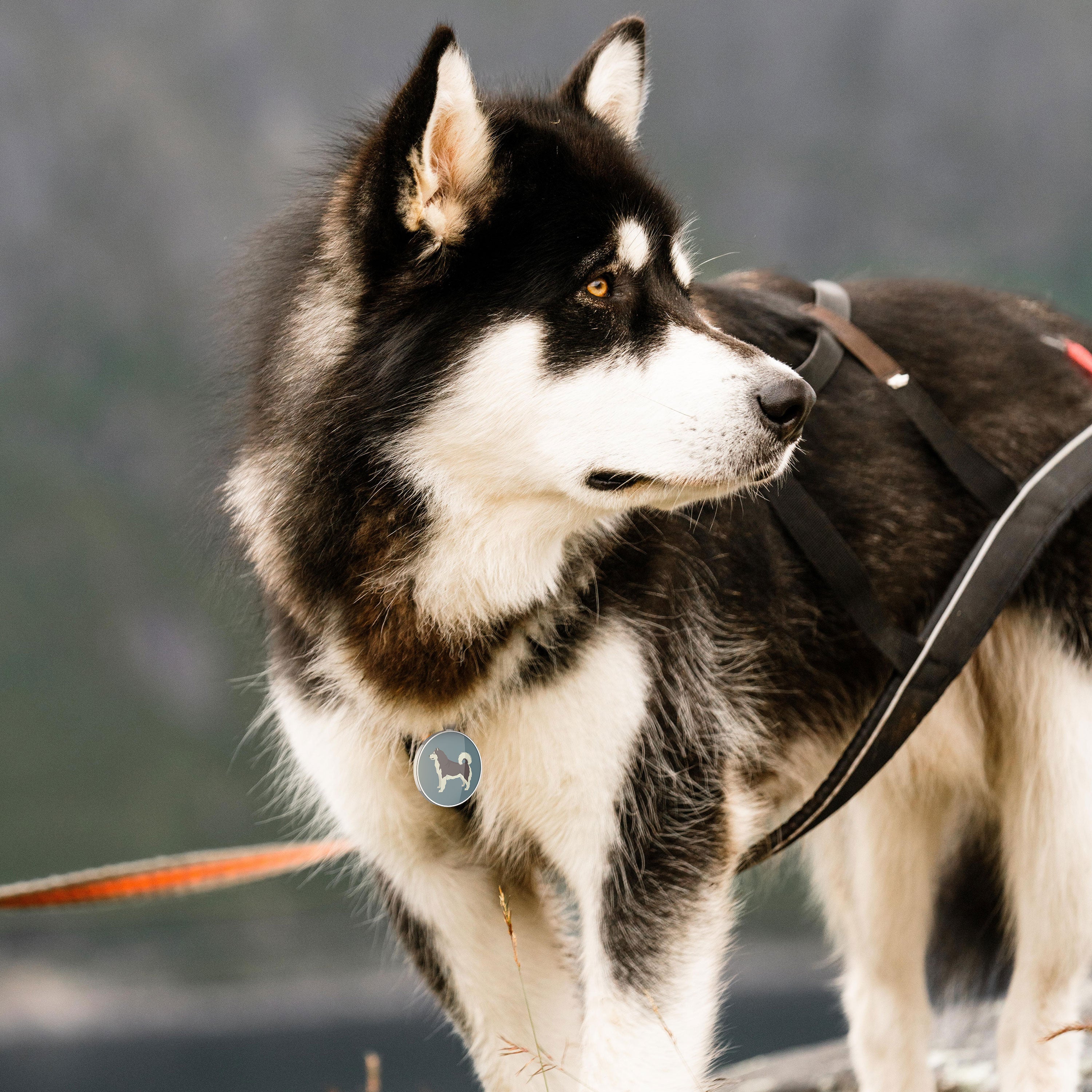 QR code pet tag Dog breeds tags-Alaskan Malamute