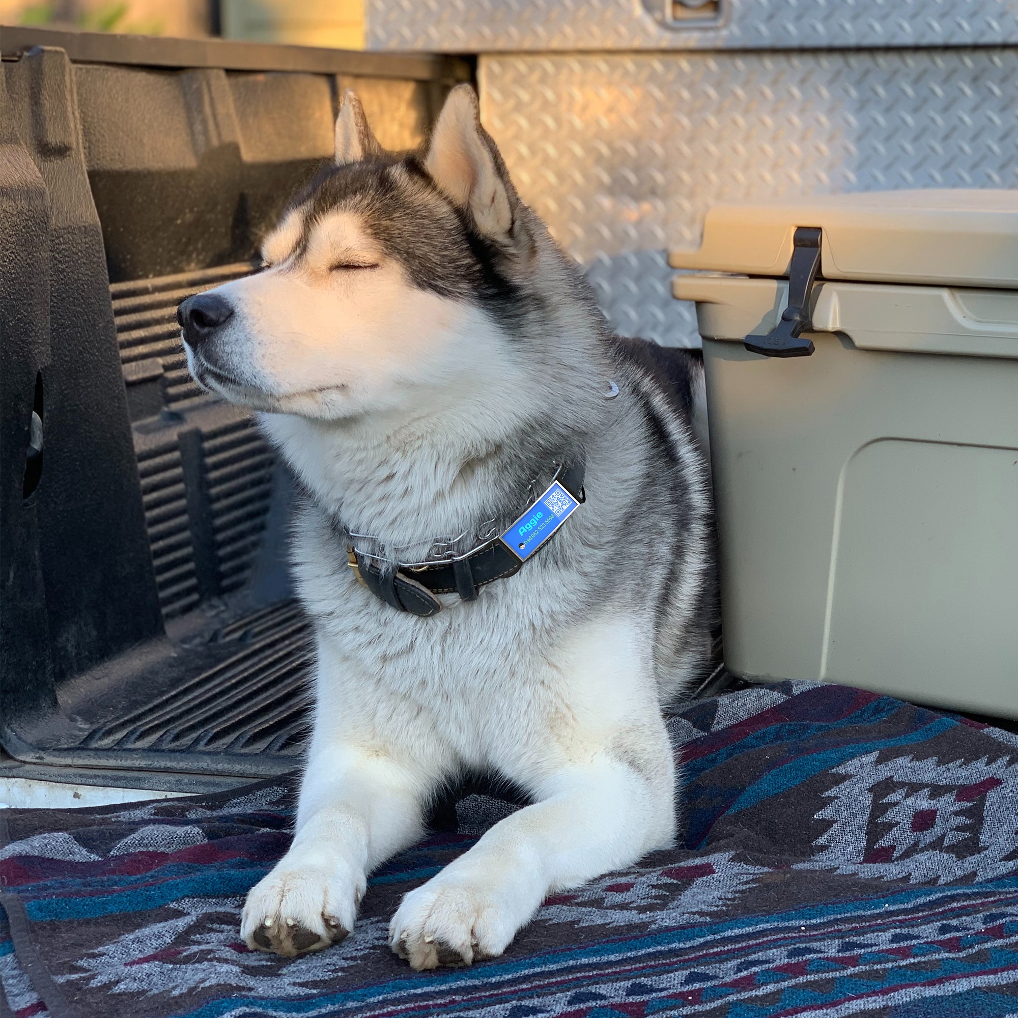 QR code pet tag silent-no more jingle-NO.130906