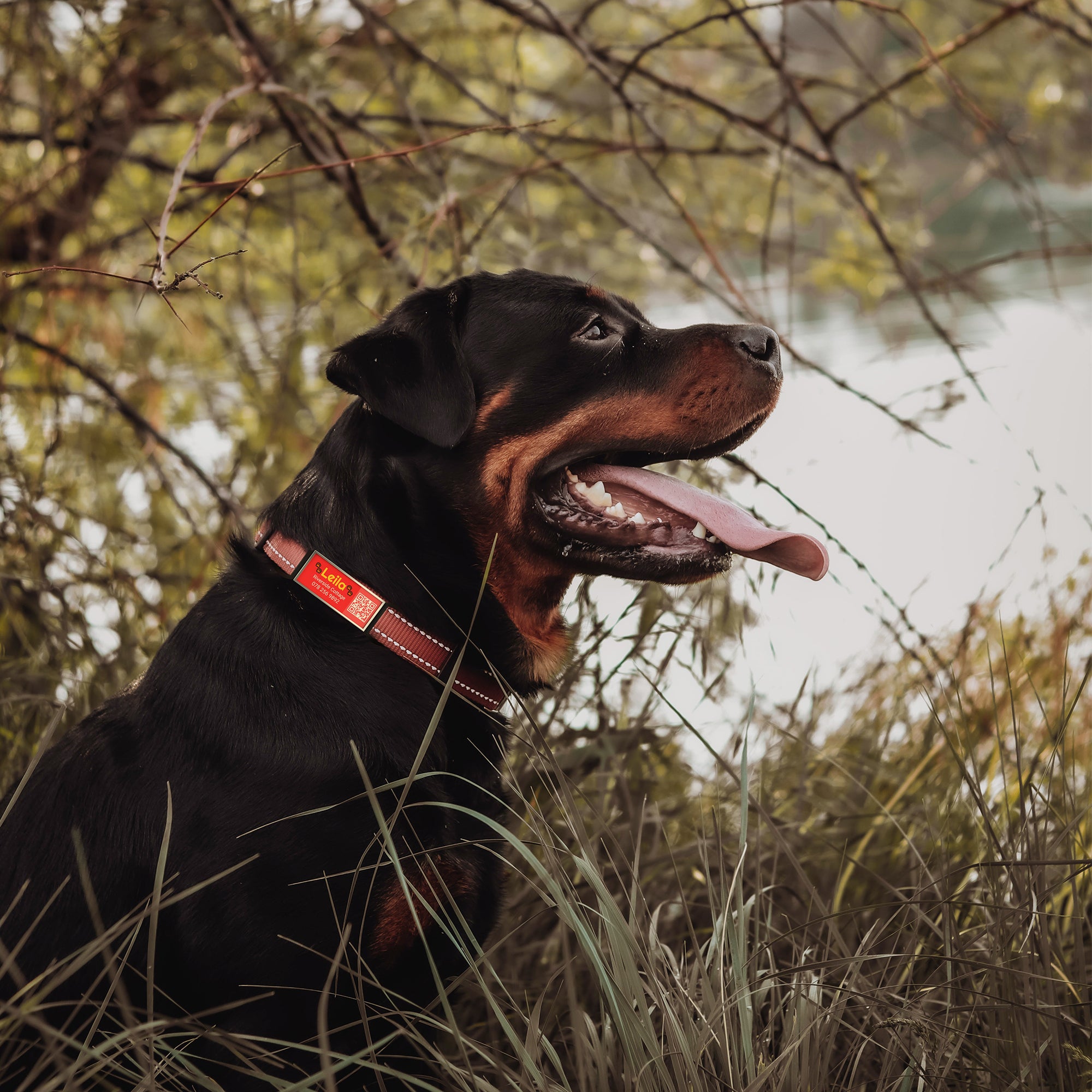 QR code pet tag silent-no more jingle-NO.130905