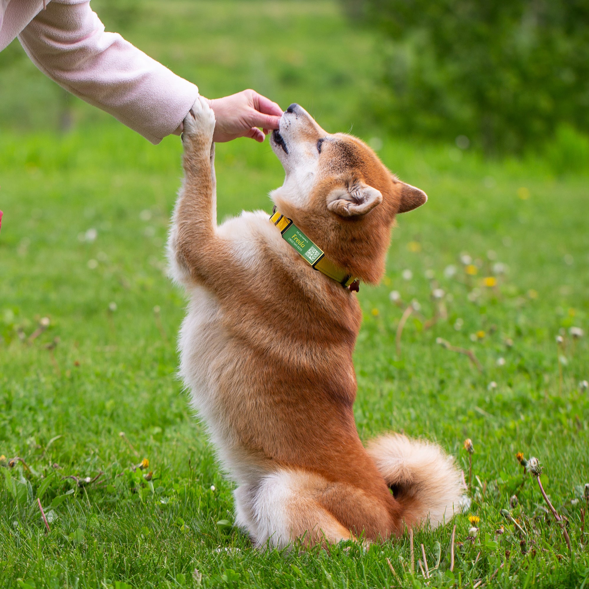 QR code pet tag silent-no more jingle-NO.130908