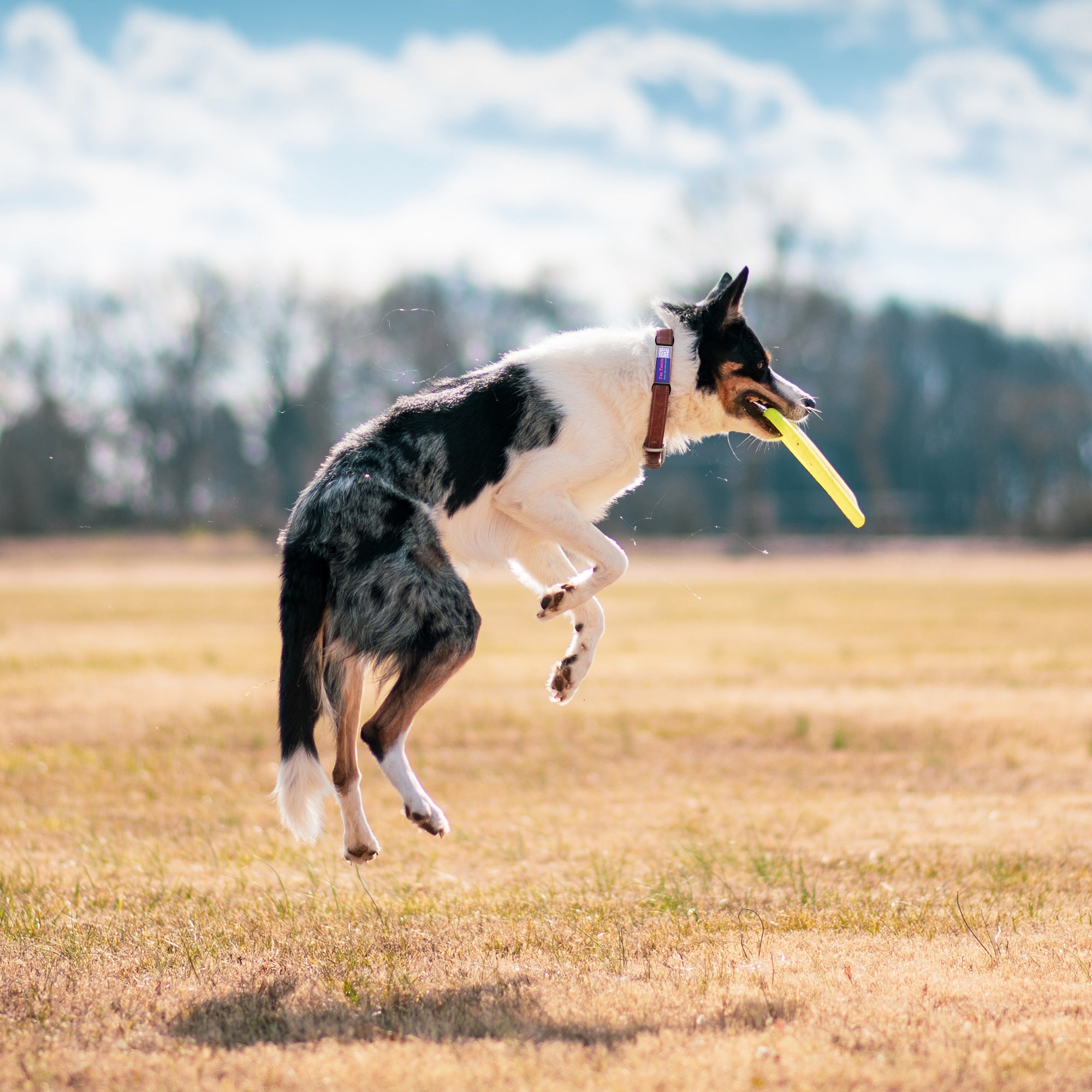 QR code pet tag silent-no more jingle-NO.130904