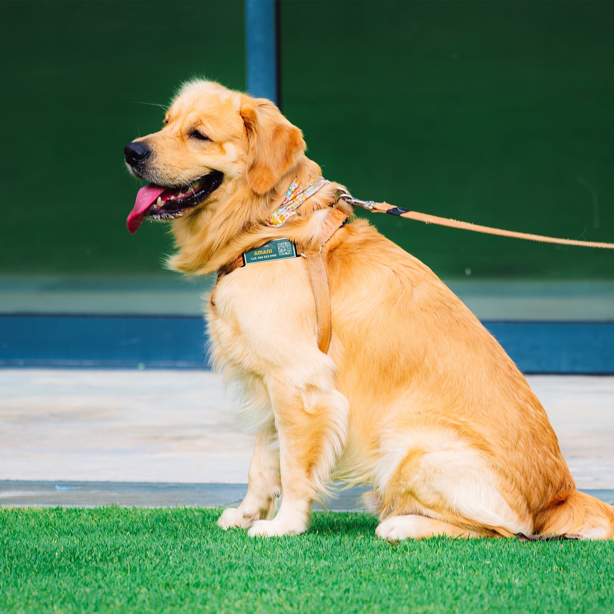 Dog wearing a silent QR code dog tag outdoors on a collar