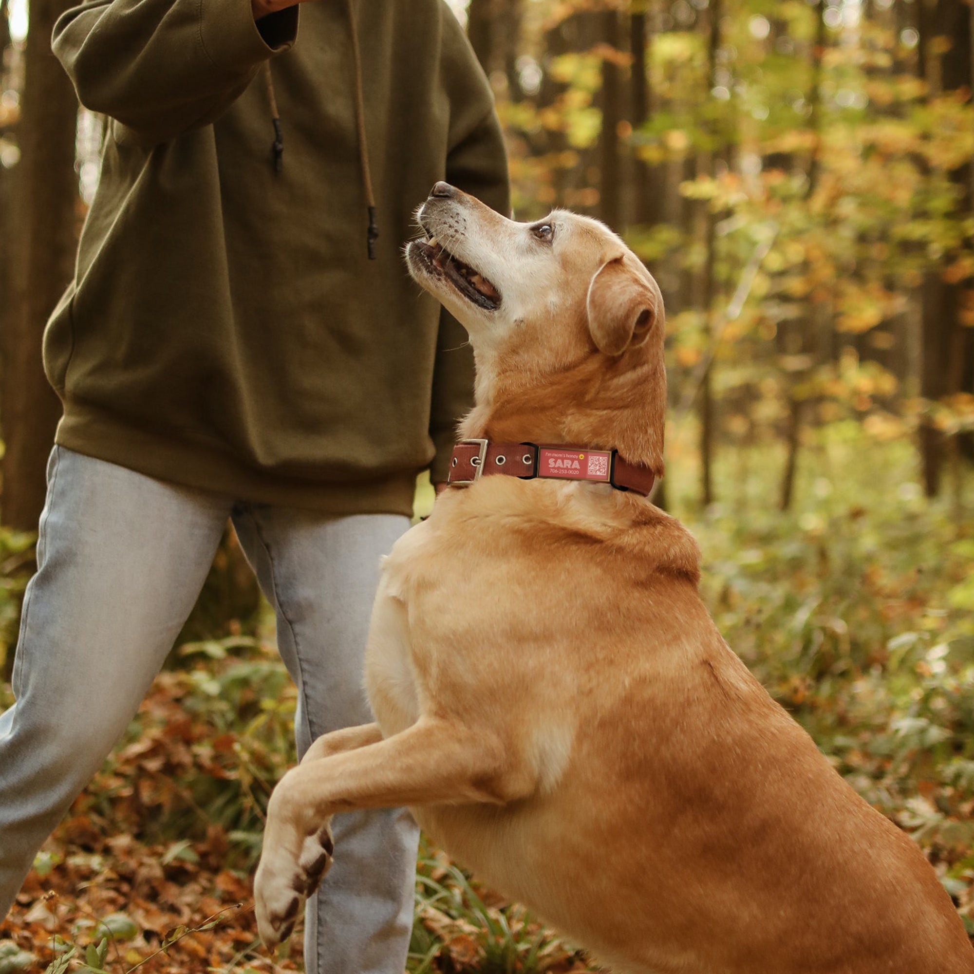 Active dog running outdoors wearing a secure silent dog ID tag