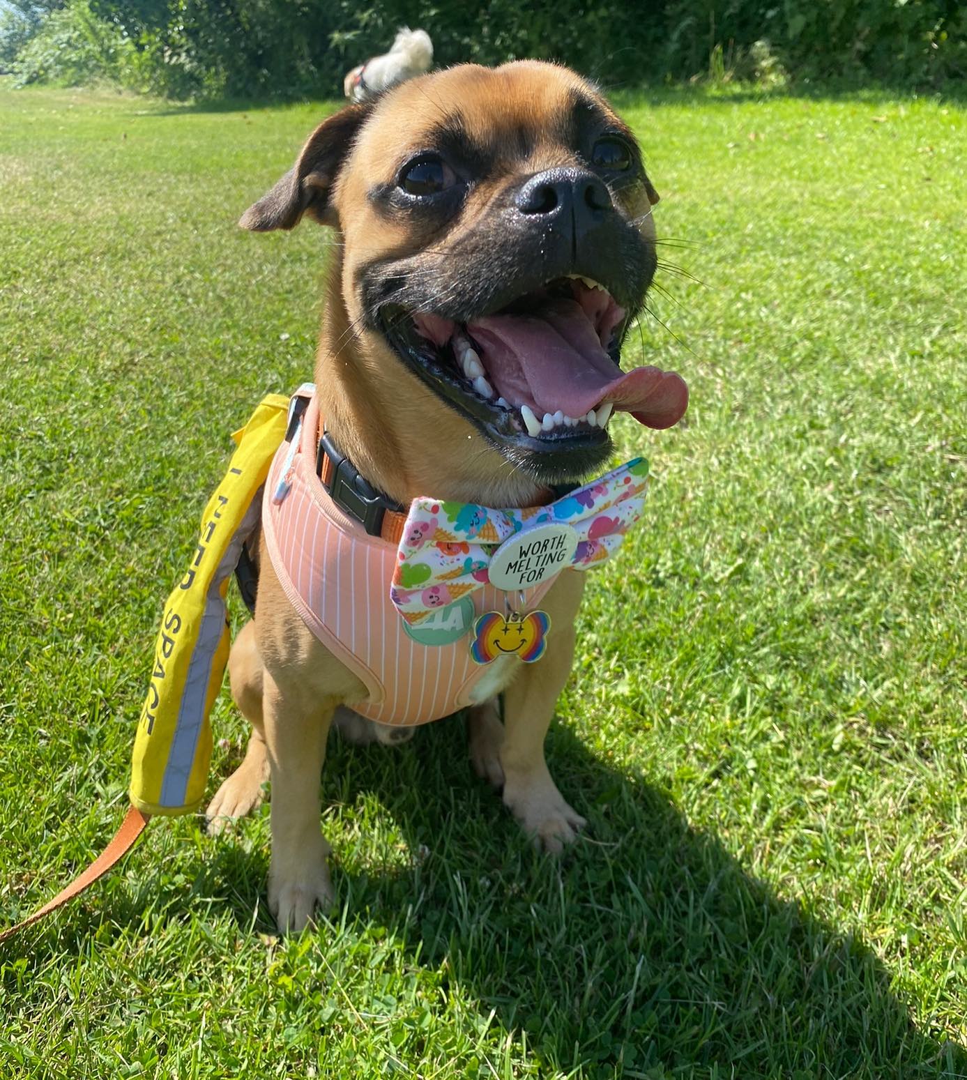 A little sweetie who loves to match with DISONTAG!🤩