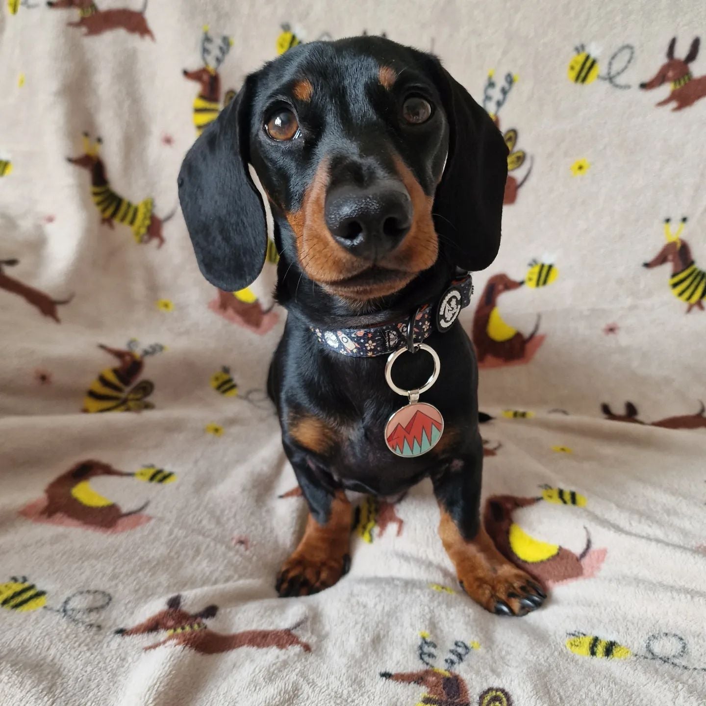 Learn to use DISONTAG with Rolo!