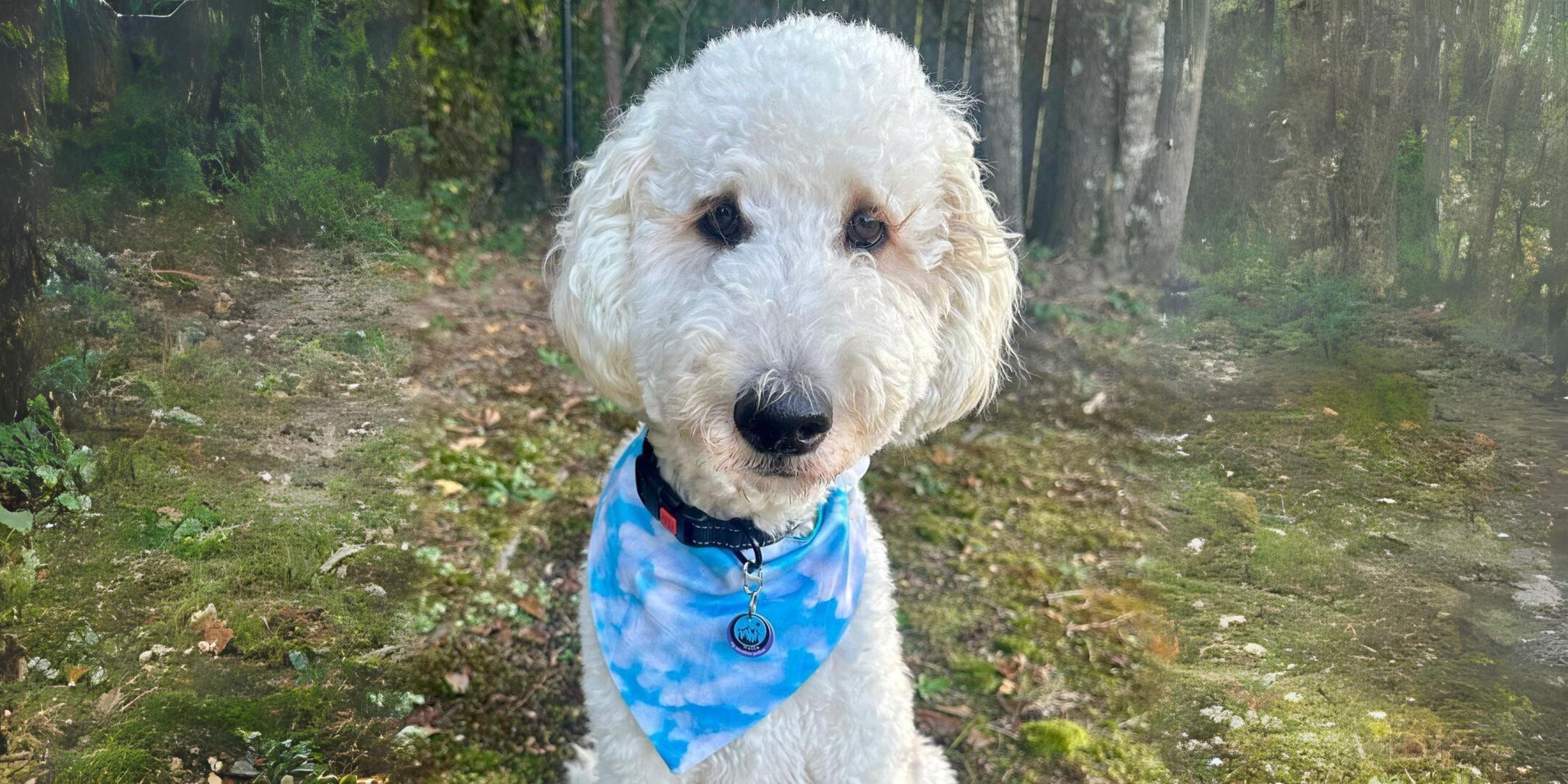 Little Toby likes his NEW DISONTAG!!