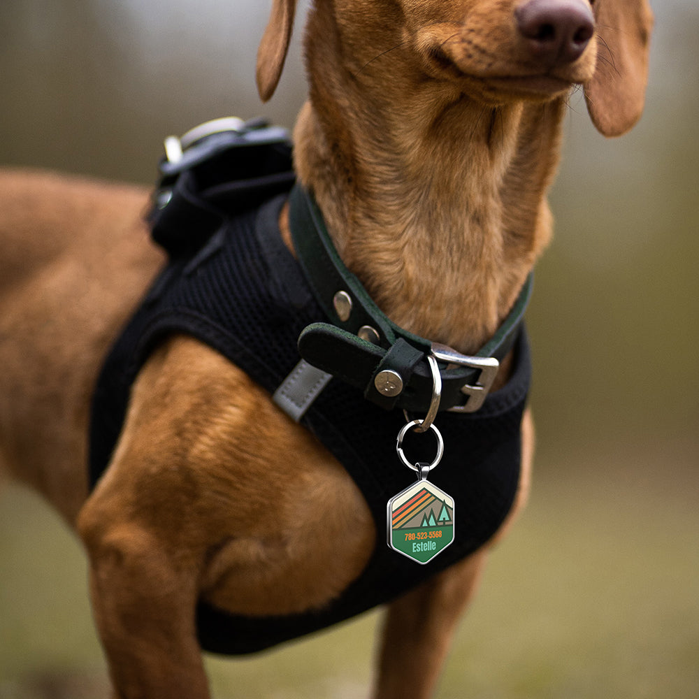 Dog wearing silent QR pet ID tag without metal jingling