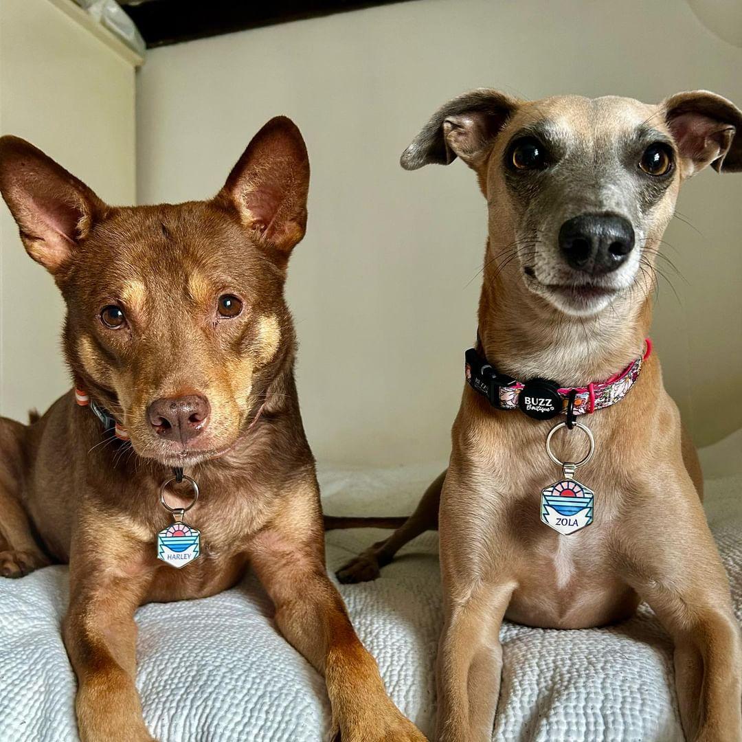 Adventure-loving Harley and Zora