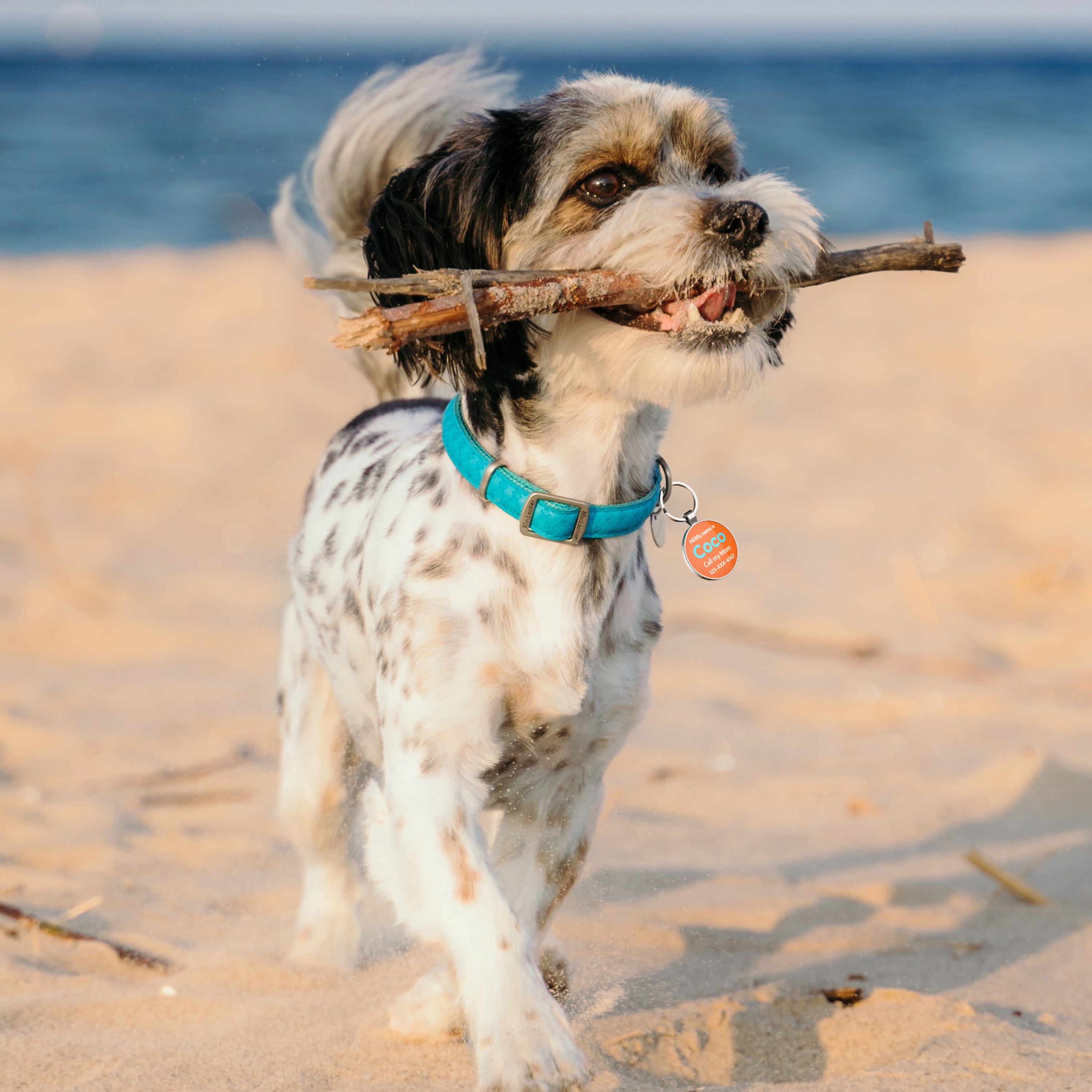 QR code pet tag Colorful text-NO.170902