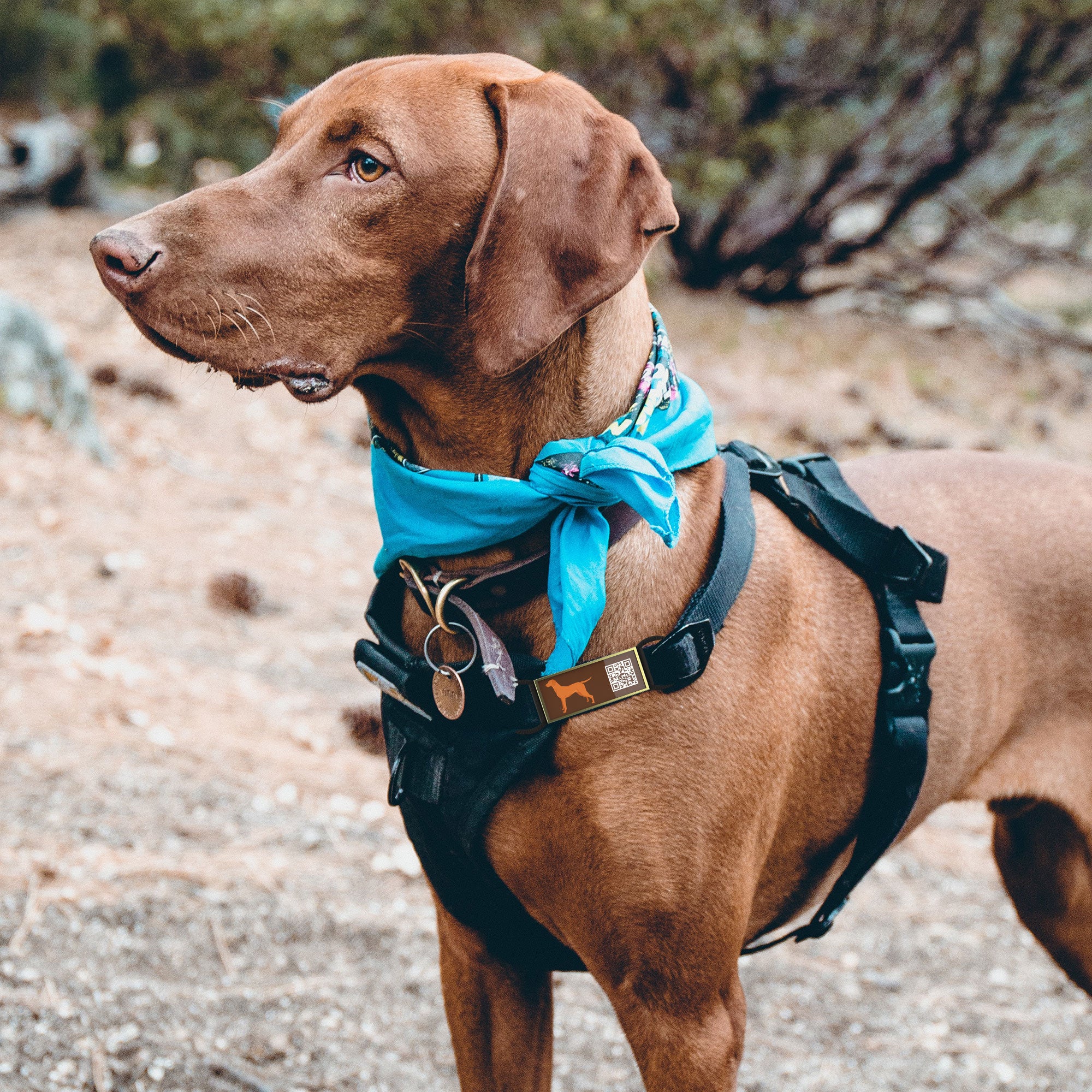 QR code pet tag Silent dog breeds tags-Vizsla