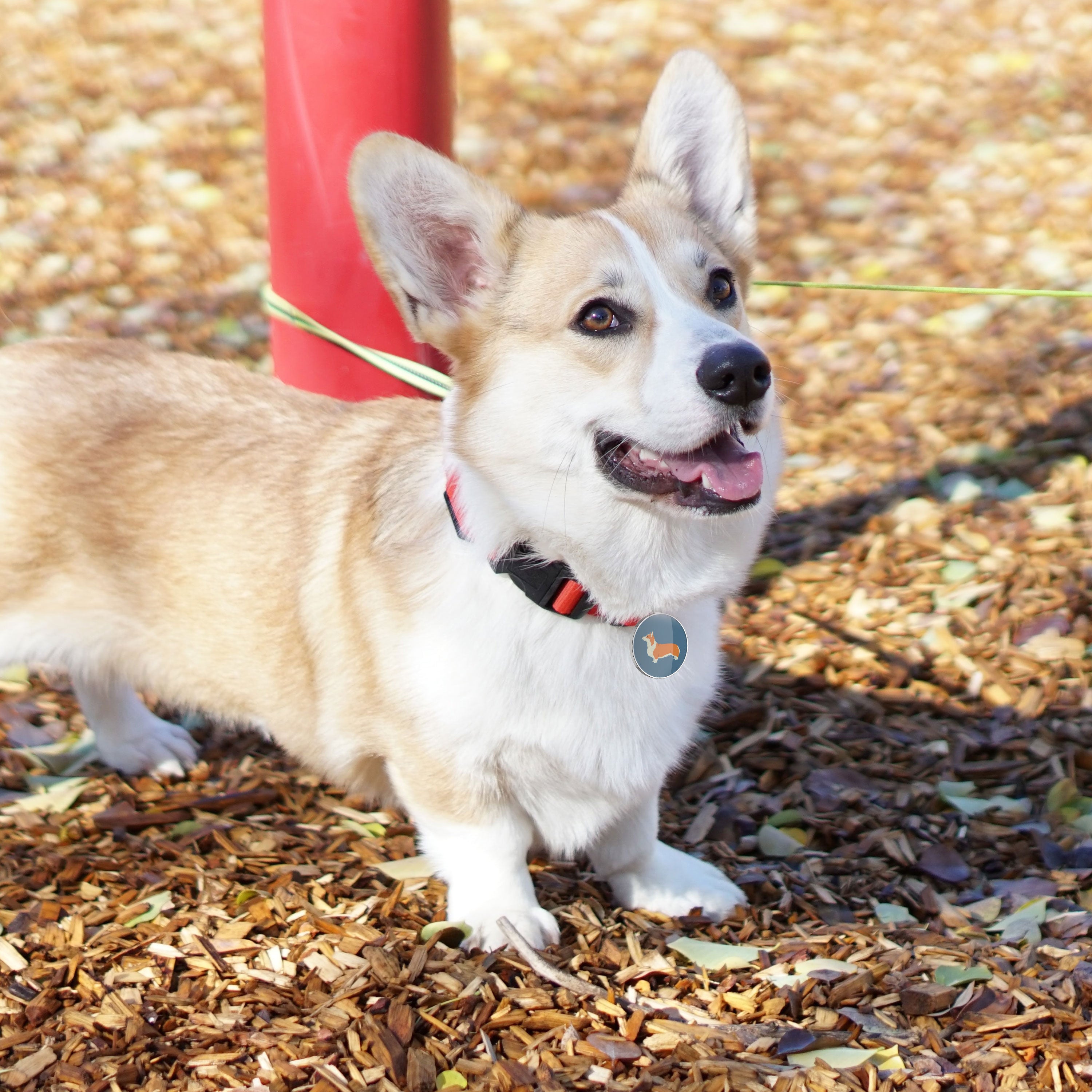 QR code pet tag Dog breeds tags-Pembroke Welsh Corgi