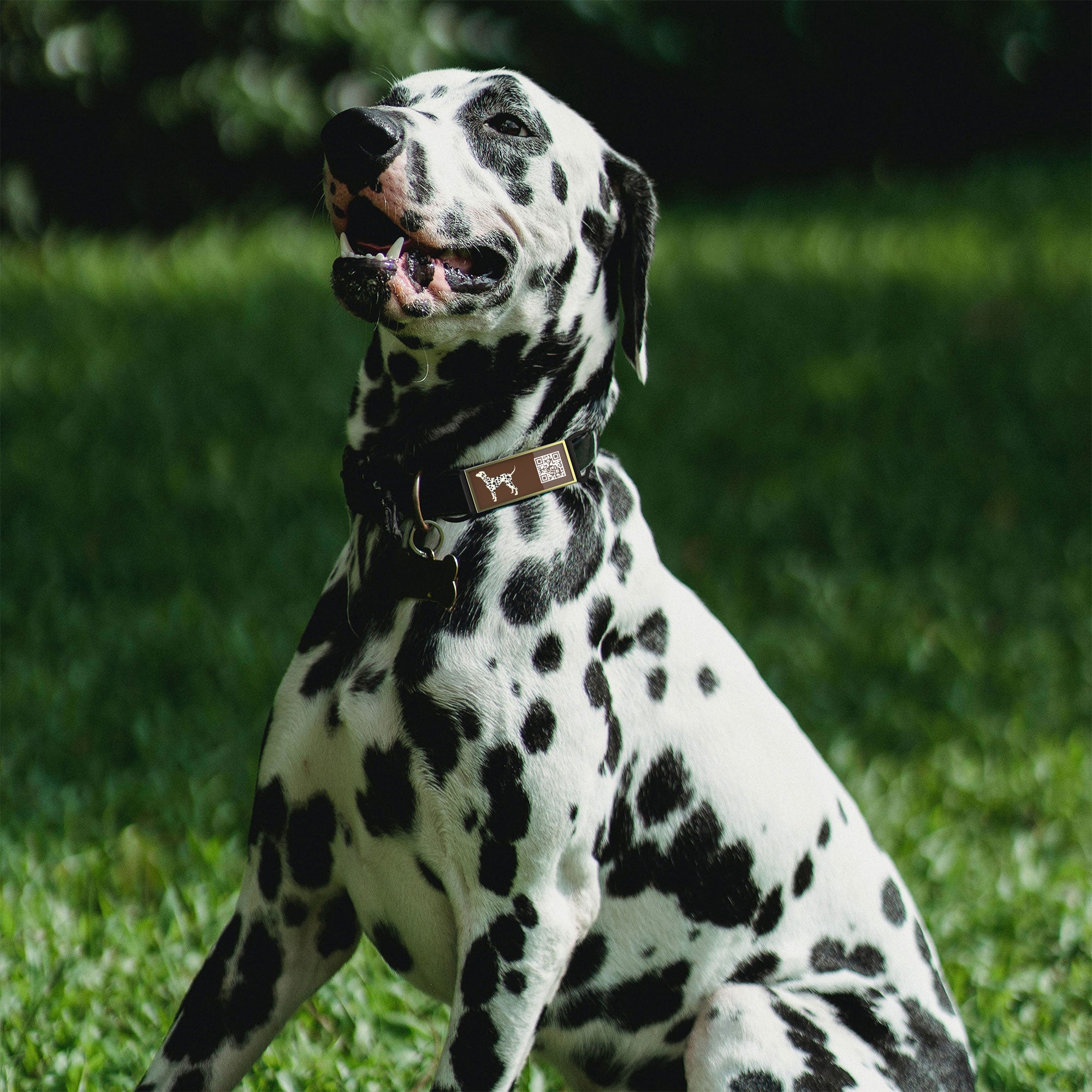 QR code pet tag Silent dog breeds tags-Dalmatian
