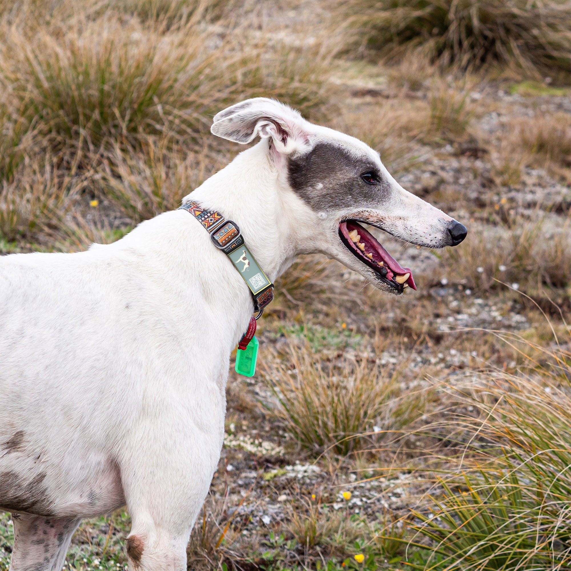 QR code pet tag Silent dog breeds tags-Greyhound