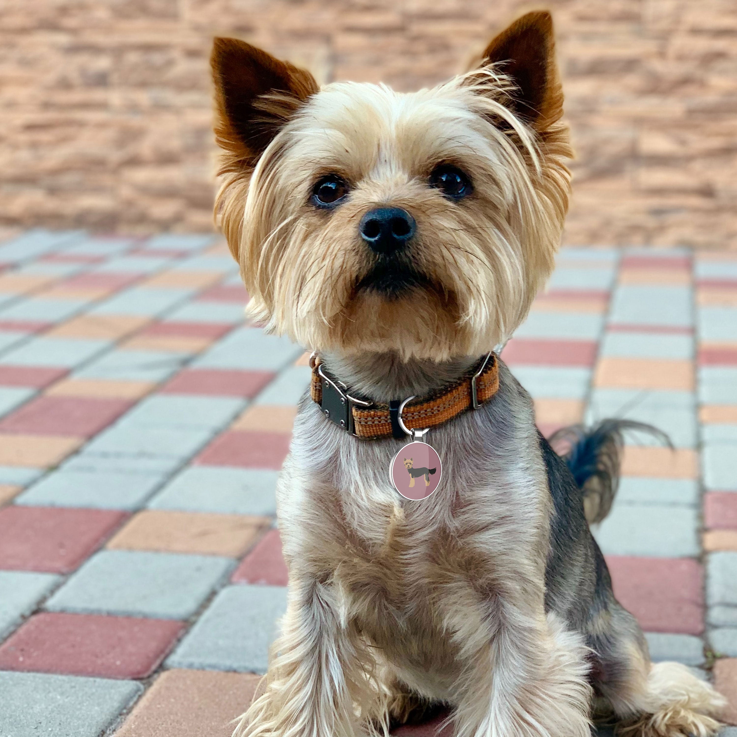 QR code pet tag Dog breeds tags-Yorkshire Terrier