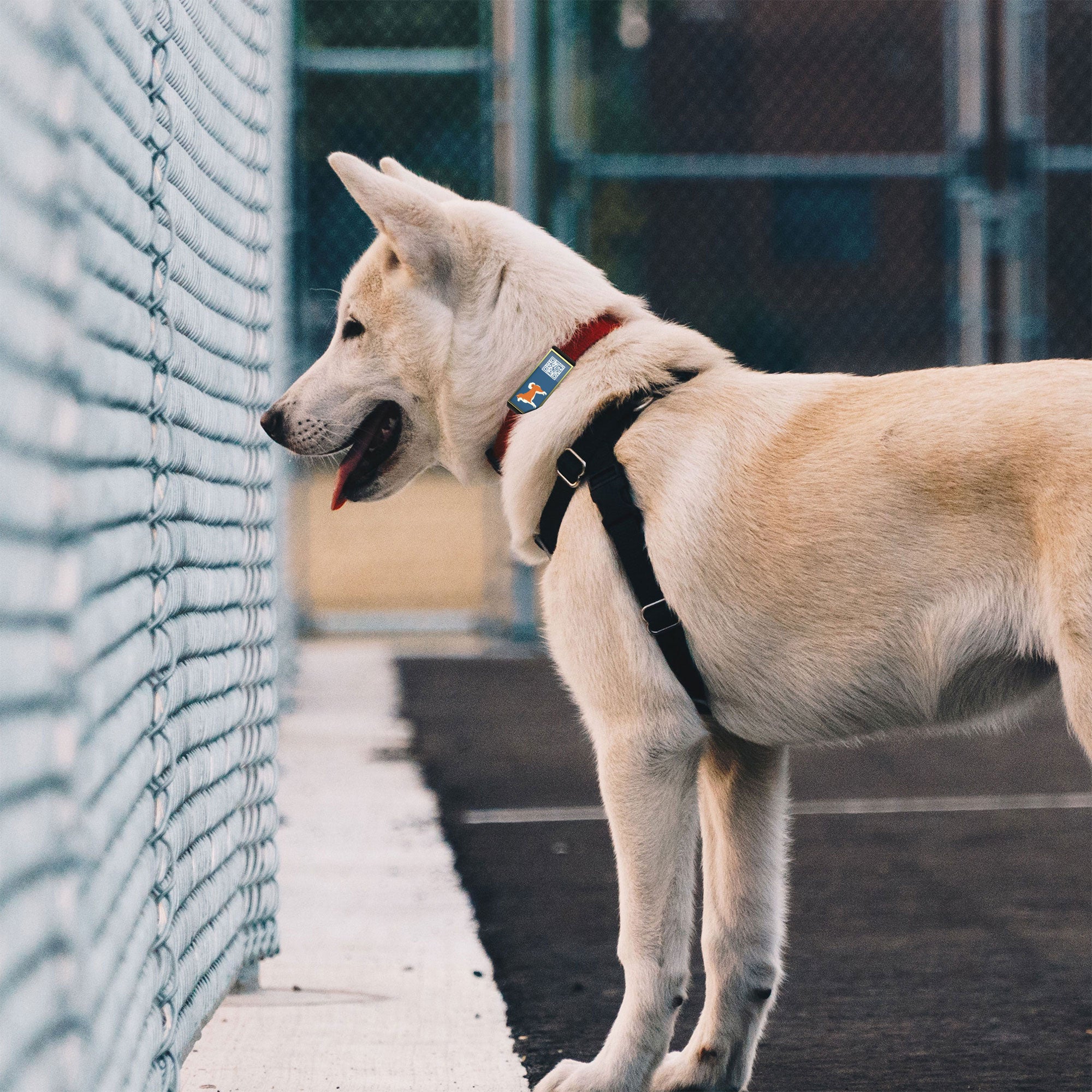 QR code pet tag Silent dog breeds tags-Akita Inu