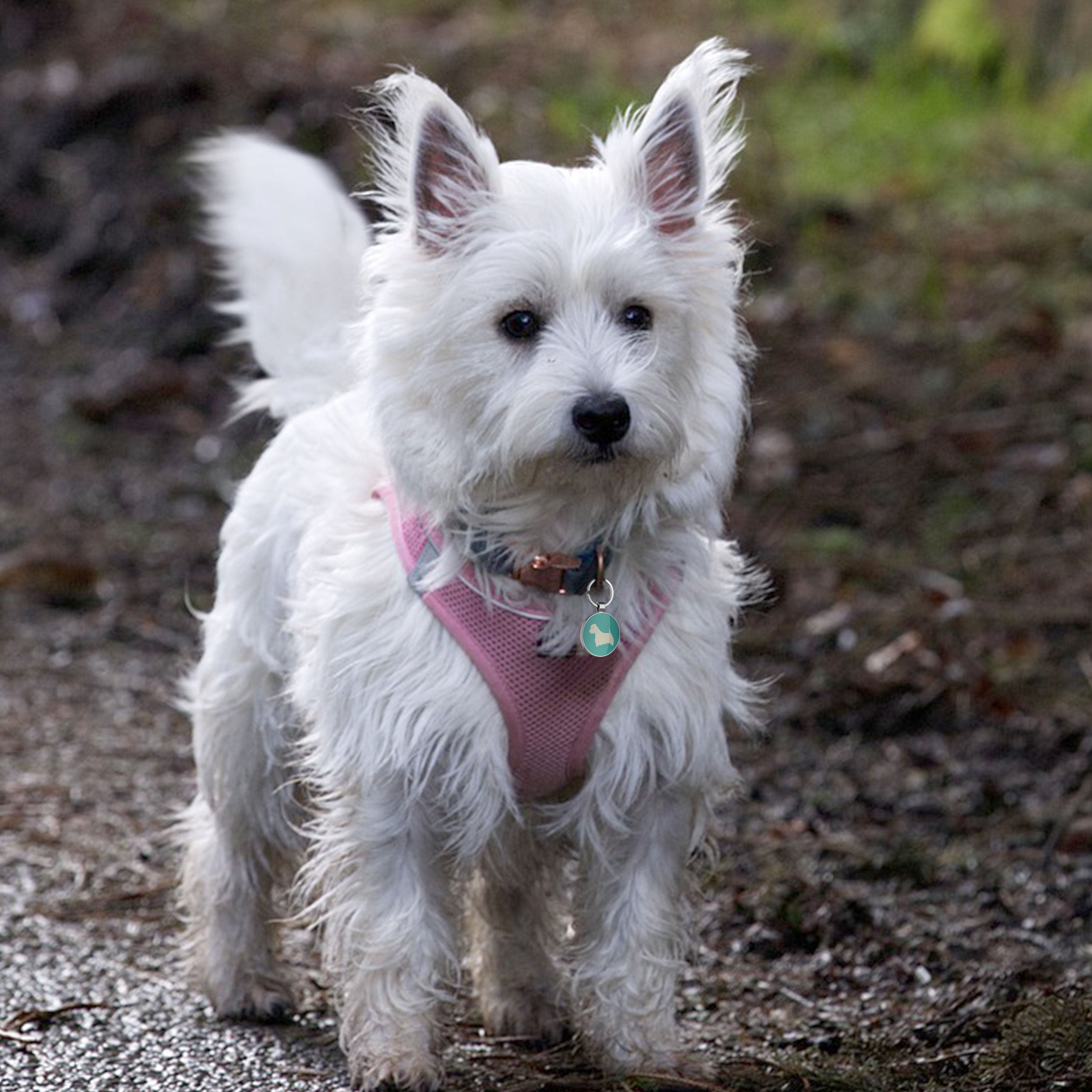 QR code pet tag Dog breeds tags-West Highland White Terrier
