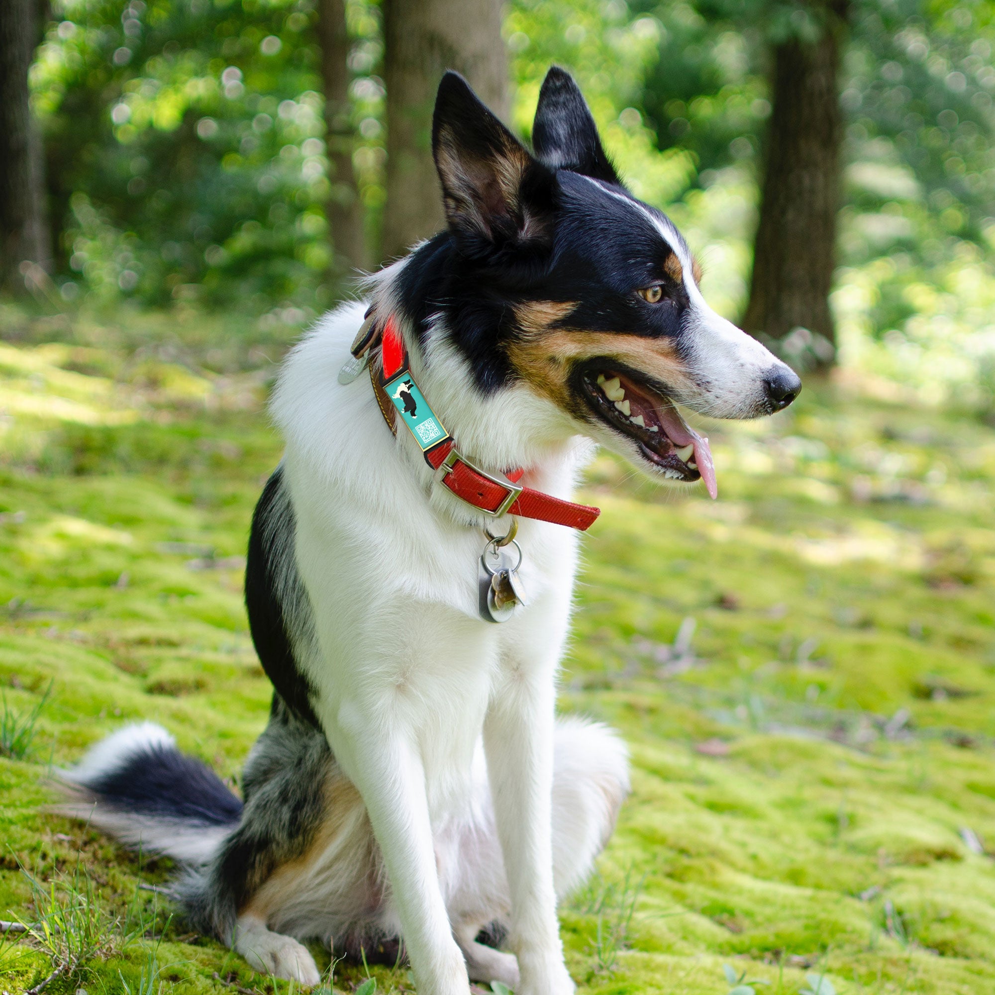 QR code pet tag Silent dog breeds tags-Border Collie