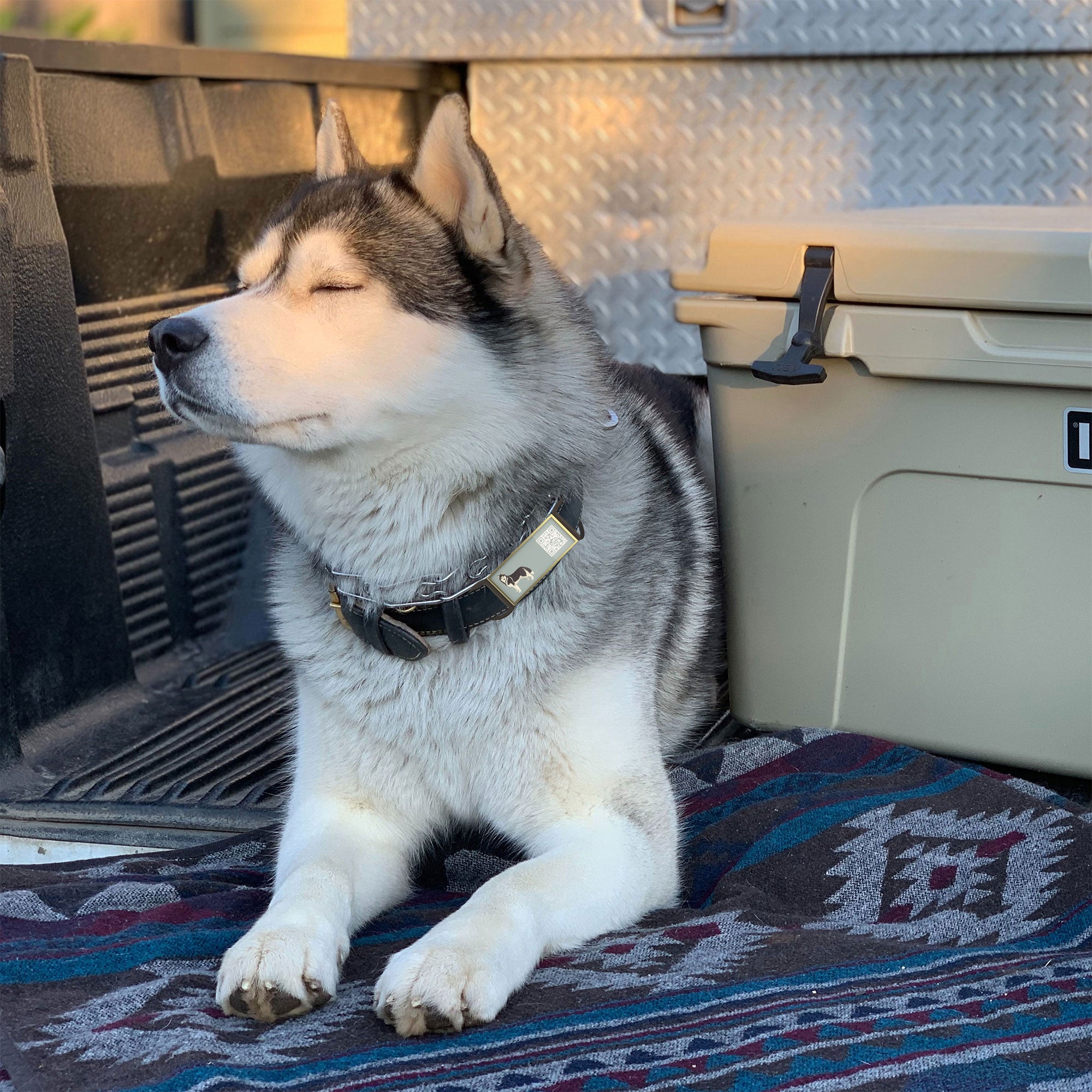 QR code pet tag Silent dog breeds tags-Siberian Husky