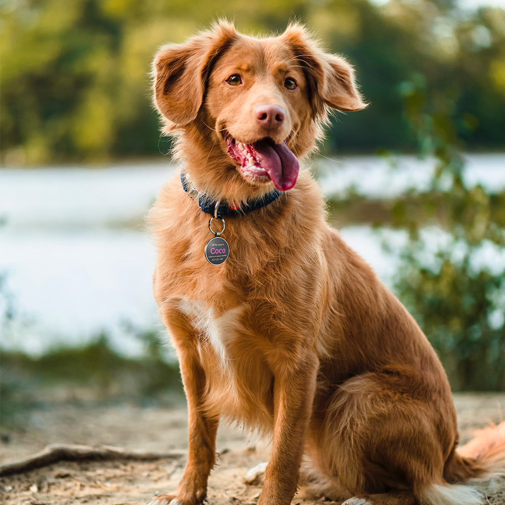 QR code pet tag Colorful text-NO.170908