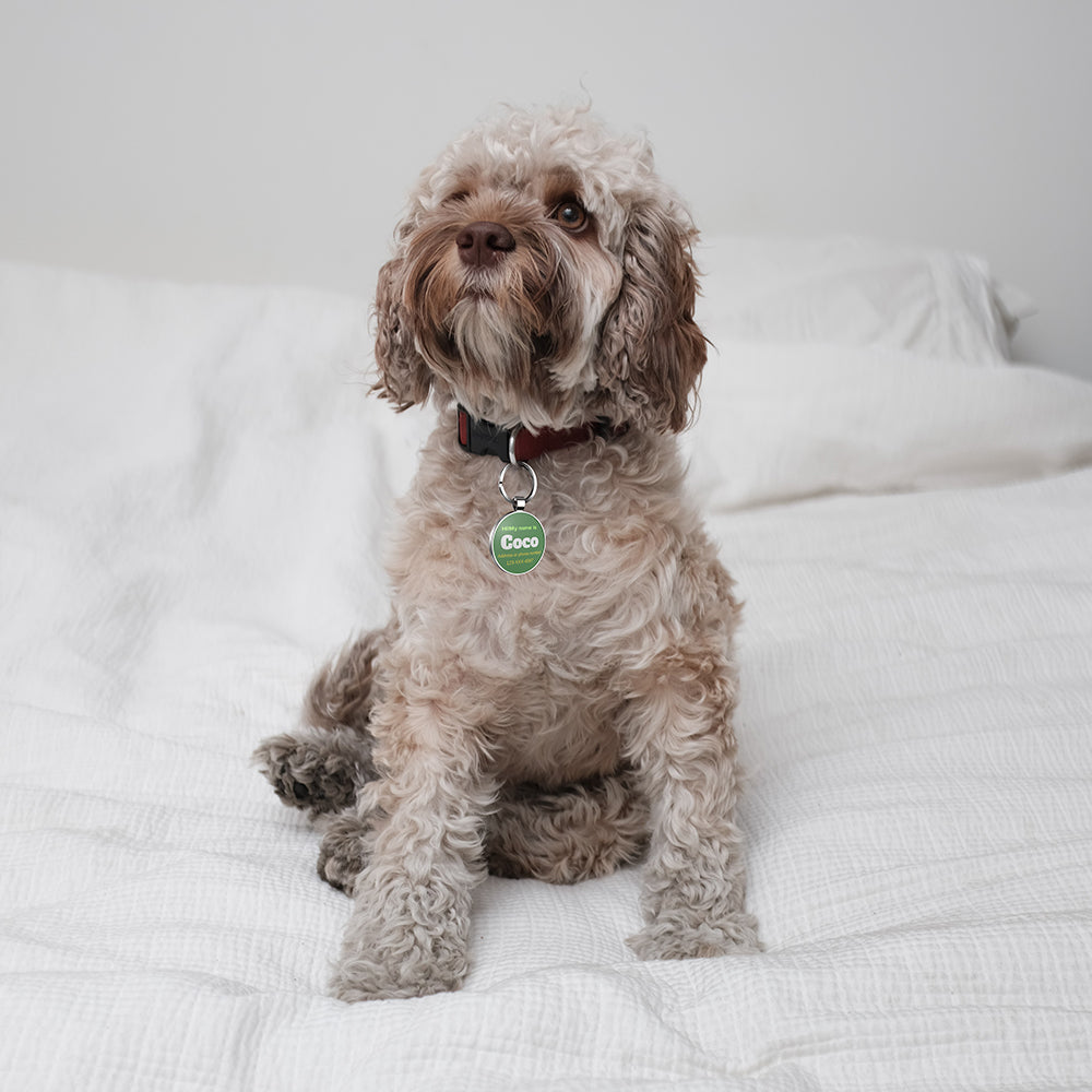 QR code pet tag Colorful text-NO.170904