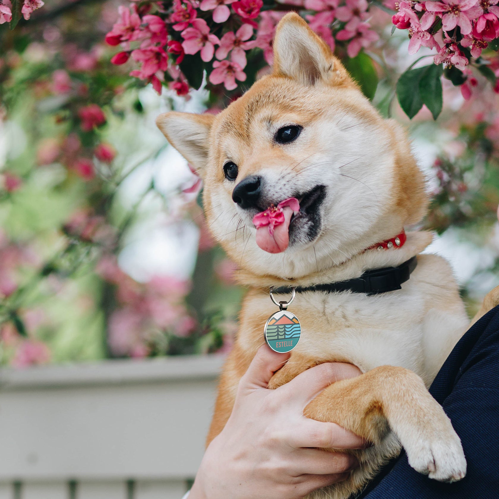 QR code pet tag Adventure tour-NO.160903