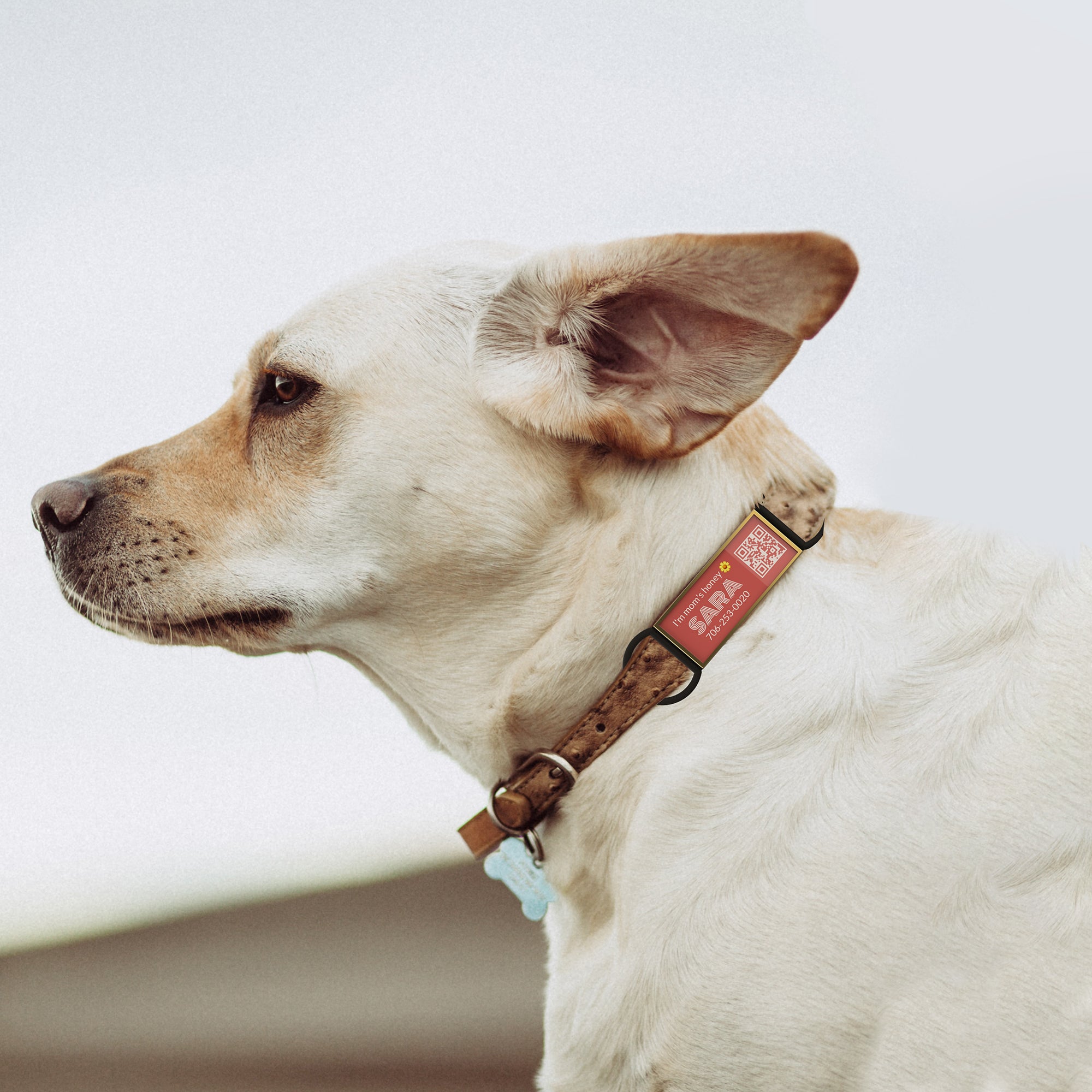 QR code pet tag silent-no more jingle-NO.130903