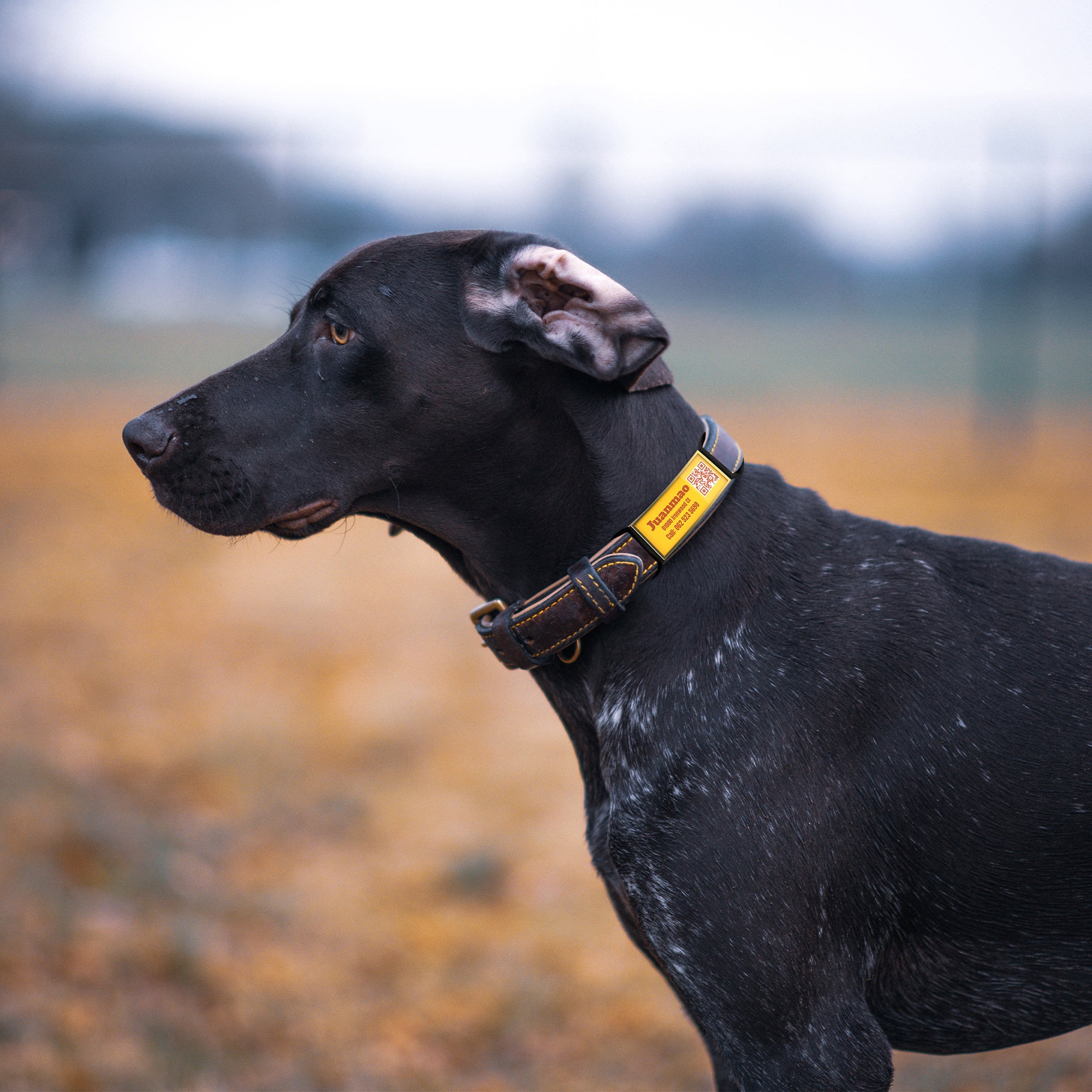 QR code pet tag silent-no more jingle-NO.130907