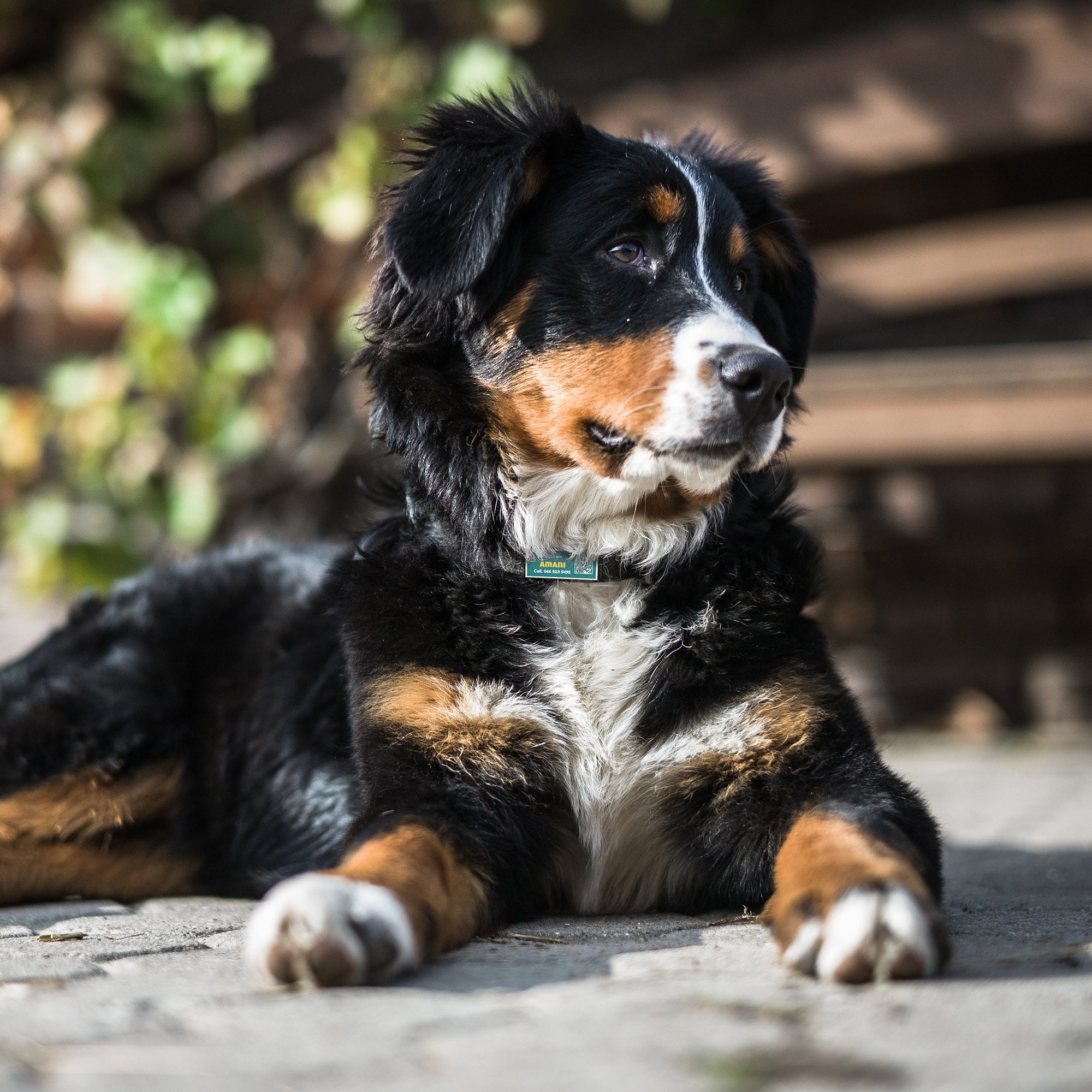 QR code pet tag silent-no more jingle-NO.130902