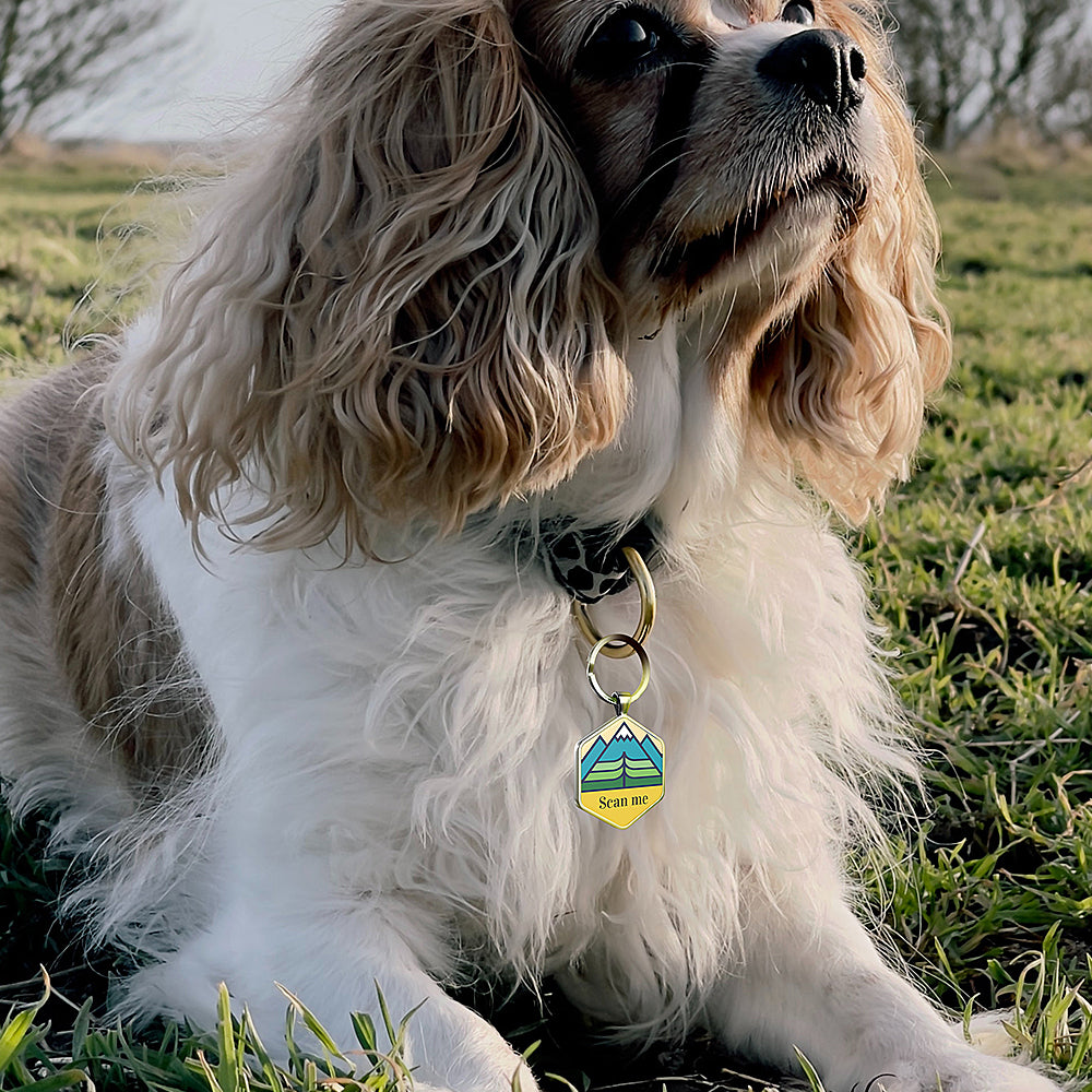 QR code pet tag Adventure tour-NO.160916