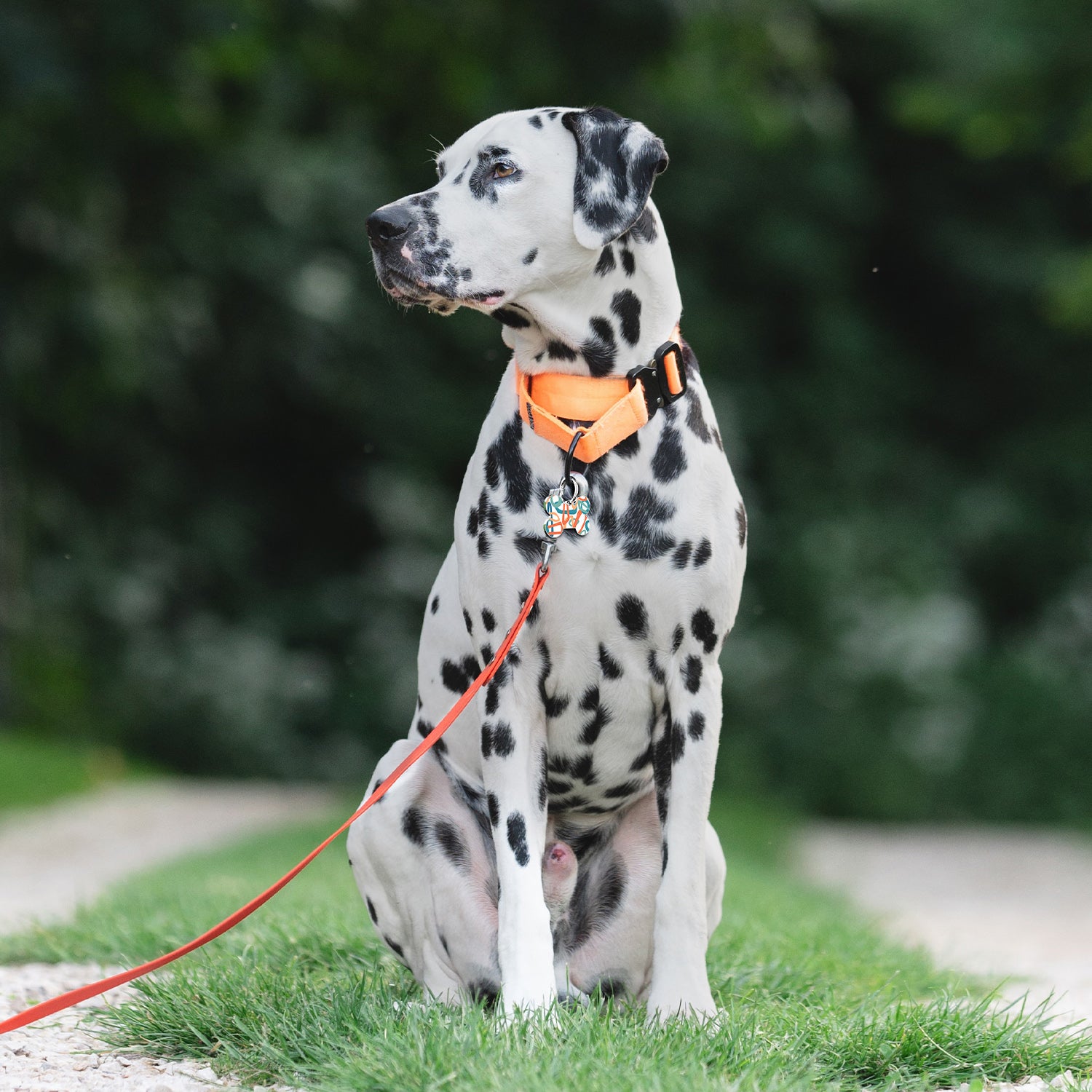 QR code pet tags-NO.150625